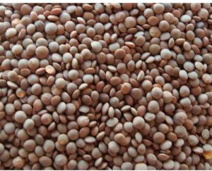Sabut Masoor Dal