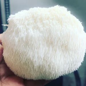 Fresh Lion'S Mane Mushrooms