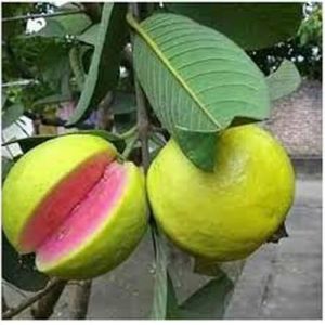 Fresh Taiwan Pink Guava