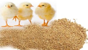 Poultry Chick Feed