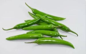 Fresh Green Chilli