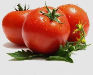 Fresh Red Tomato