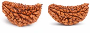 1 Mukhi Rudraksha