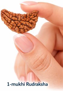 1 Mukhi Rudraksha