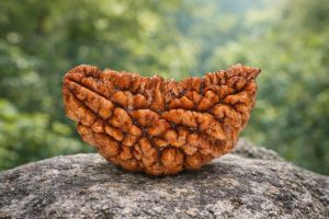 1 Mukhi Rudraksha