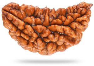 1 Mukhi Rudraksha