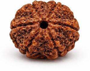 7 Mukhi Rudraksha