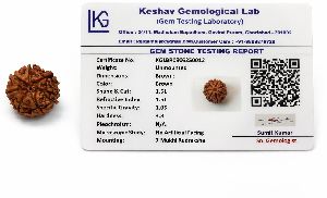 7 Mukhi Rudraksha