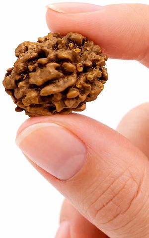 3 Mukhi Rudraksha