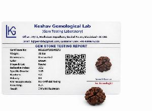 3 Mukhi Rudraksha
