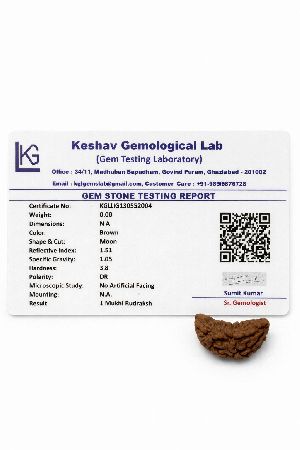 1 Mukhi Rudraksha