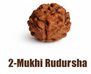 2 Mukhi Rudraksha