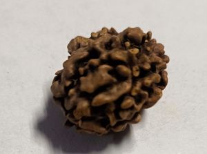 3 Mukhi Rudraksha