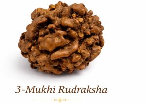 3 Mukhi Rudraksha
