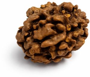 3 Mukhi Rudraksha