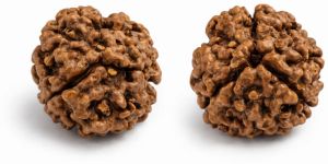 3 Mukhi Rudraksha