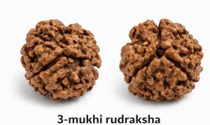 3 Mukhi Rudraksha
