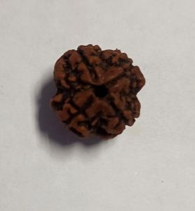 4 Mukhi Rudraksha