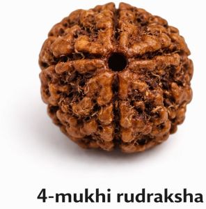 4 Mukhi Rudraksha