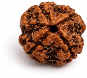 4 Mukhi Rudraksha