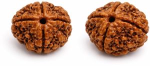 4 Mukhi Rudraksha
