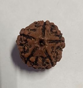 5 Mukhi Rudraksha