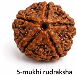 5 Mukhi Rudraksha