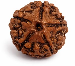 5 Mukhi Rudraksha