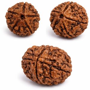 5 Mukhi Rudraksha
