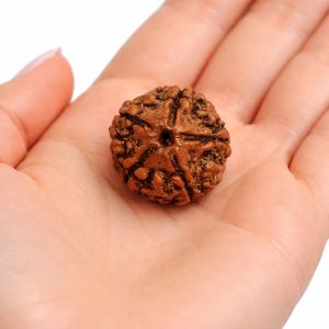 5 Mukhi Rudraksha