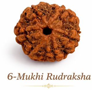 6 Mukhi Rudraksha