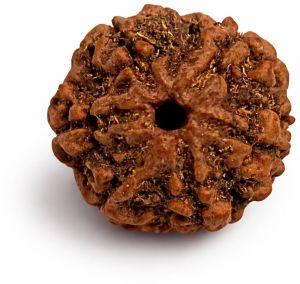 6 Mukhi Rudraksha