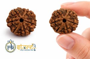 6 Mukhi Rudraksha