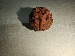 2 Mukhi Rudraksha