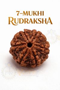 7 Mukhi Rudraksha