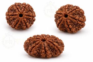 7 Mukhi Rudraksha