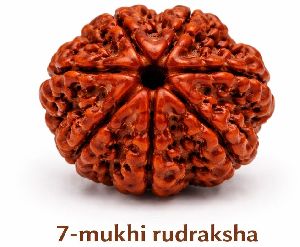 7 Mukhi Rudraksha