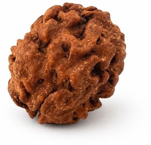 2 Mukhi Rudraksha