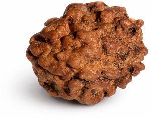 2 Mukhi Rudraksha