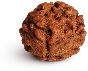 2 Mukhi Rudraksha