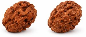 2 Mukhi Rudraksha