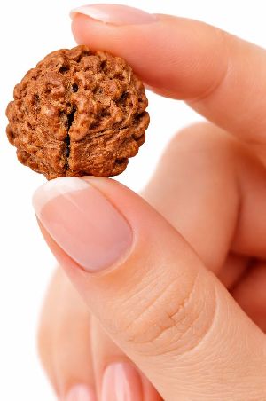 2 Mukhi Rudraksha
