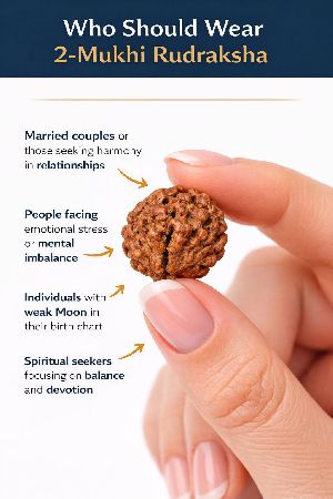 2 Mukhi Rudraksha