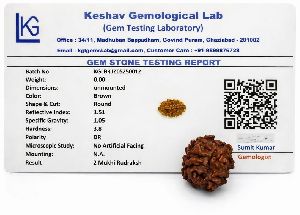 2 Mukhi Rudraksha