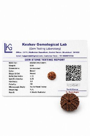 6 Mukhi Rudraksha