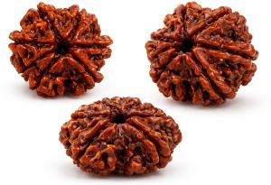 8 Mukhi Rudraksha