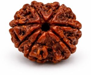 8 Mukhi Rudraksha