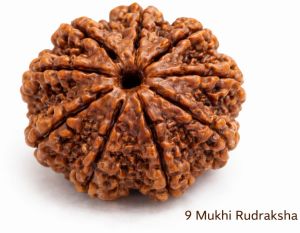 9 Mukhi Rudraksha