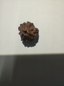 3 Mukhi Rudraksha