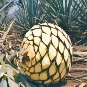 Green Agave Americana Plant